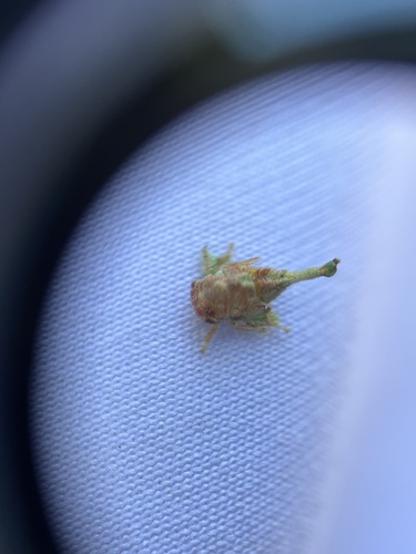 iNaturalist observation photo of Leafhoppers and Treehoppers