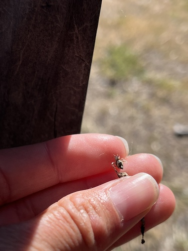 iNaturalist observation photo of Humped Trashline Orbweaver
