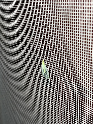 iNaturalist observation photo of Chrysopini