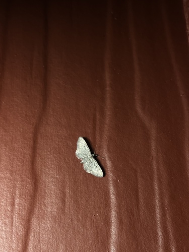 iNaturalist observation photo of Fortunate Wave