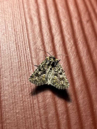 iNaturalist observation photo of Viridiseptis marina