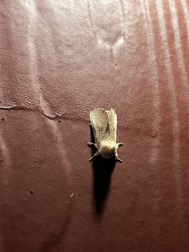 iNaturalist observation photo of White-dotted Prominent