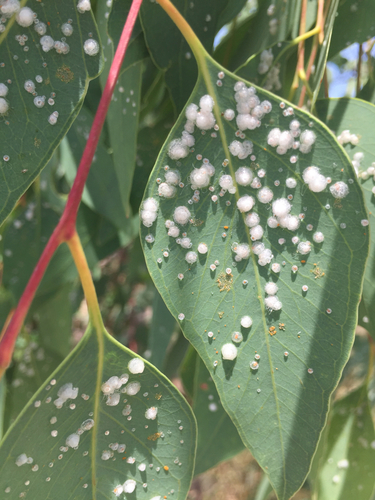 Red Gum Lerp Psyllid