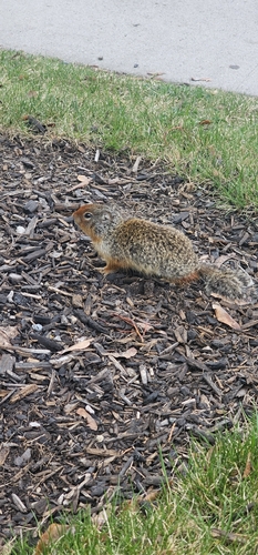Columbian Ground Squirrel observed by durjam