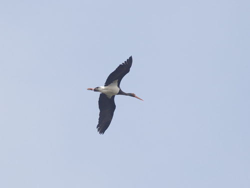 Black Stork