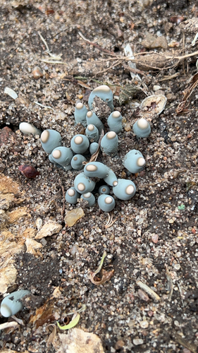 dead man's fingers