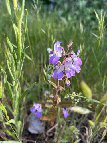 iNaturalist observation photo of Purple Chinese Houses