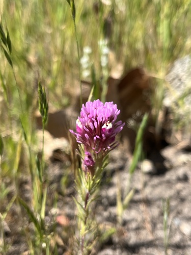 iNaturalist observation photo of purple owl's-clover