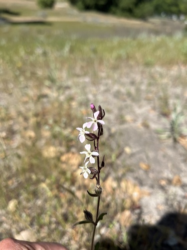 iNaturalist observation photo of Small-flowered Catchfly
