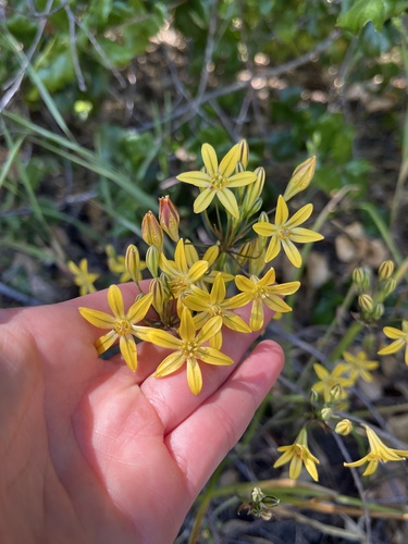 iNaturalist observation photo of Prettyface