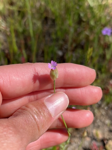 iNaturalist observation photo of Hairypink