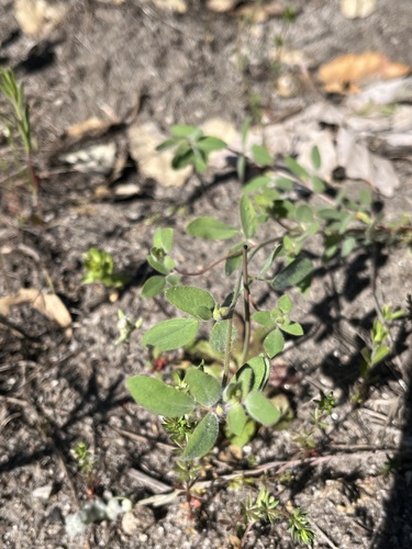 iNaturalist observation photo of deervetch