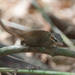 Northern Smooth-tailed Treeshrew - Photo (c) sdrov, all rights reserved, uploaded by sdrov