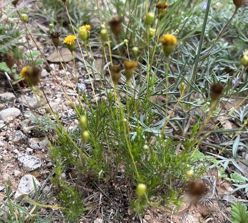 longstalk greenthread
