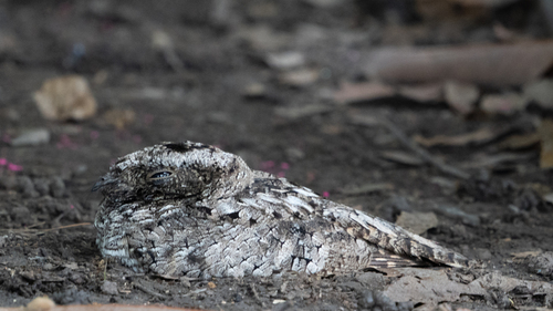 Tapacaminos Pandeagua observed by conycondor