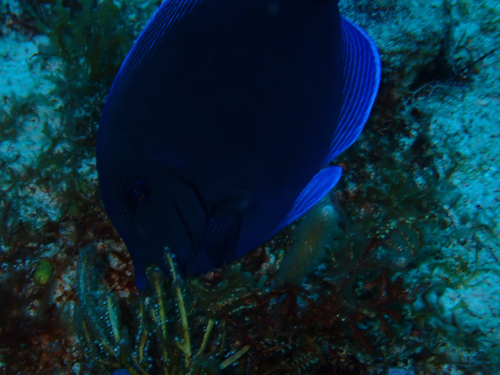 Acanthurus coeruleus