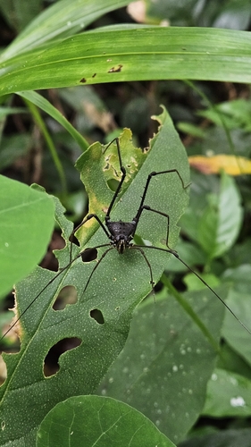 Cajango camacanensis