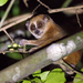 Pygmy Slow Lorises - Photo (c) sdrov, all rights reserved, uploaded by sdrov