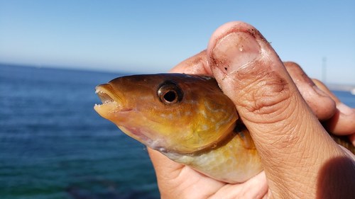 Señorita Wrasse