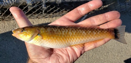 Señorita Wrasse
