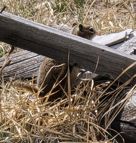 Common Golden-mantled Ground Squirrel observed by kimi8