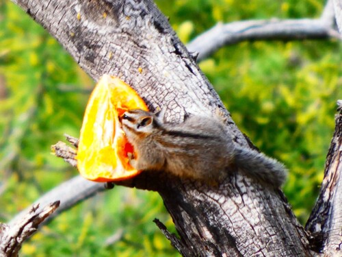 Cliff Chipmunk observed by vontos