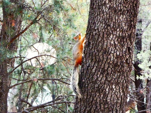 Mexican Fox Squirrel observed by vontos