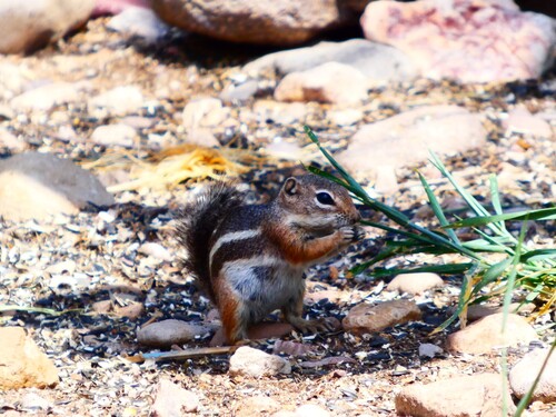 Harris' Antelope Squirrel observed by vontos