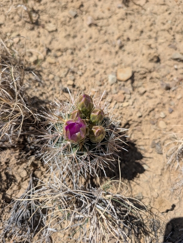 Smallflower Fishhook Cactus