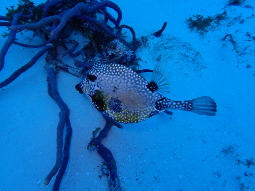 Lactophrys triqueter