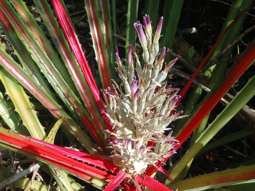 piñuela