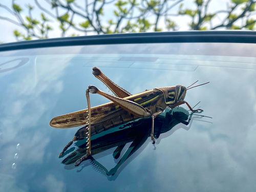 Bombay Locust