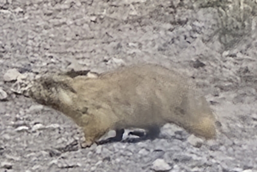 Gunnison's Prairie Dog observed by kimi8