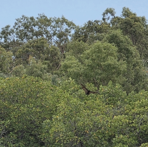 Black Flying-fox