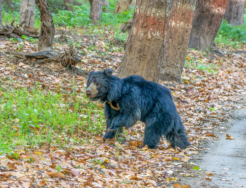 Indian Sloth Bear