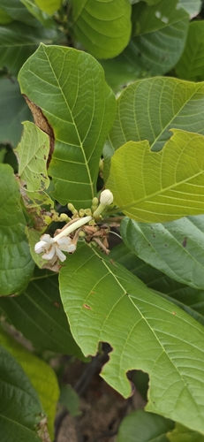 Beach Gardenia