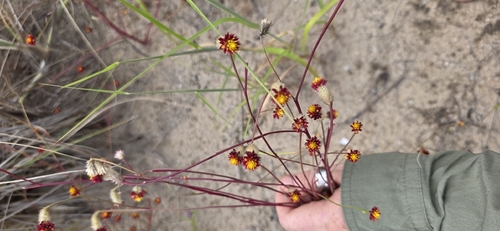 Ptilotus conicus