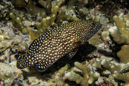 Epinephelus ongus