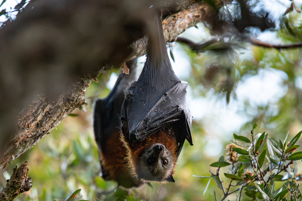 Grey-headed Flying-fox (Pteropus poliocephalus)