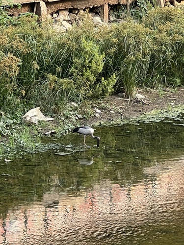 Asian Openbill