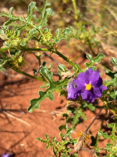 Bush Tomato