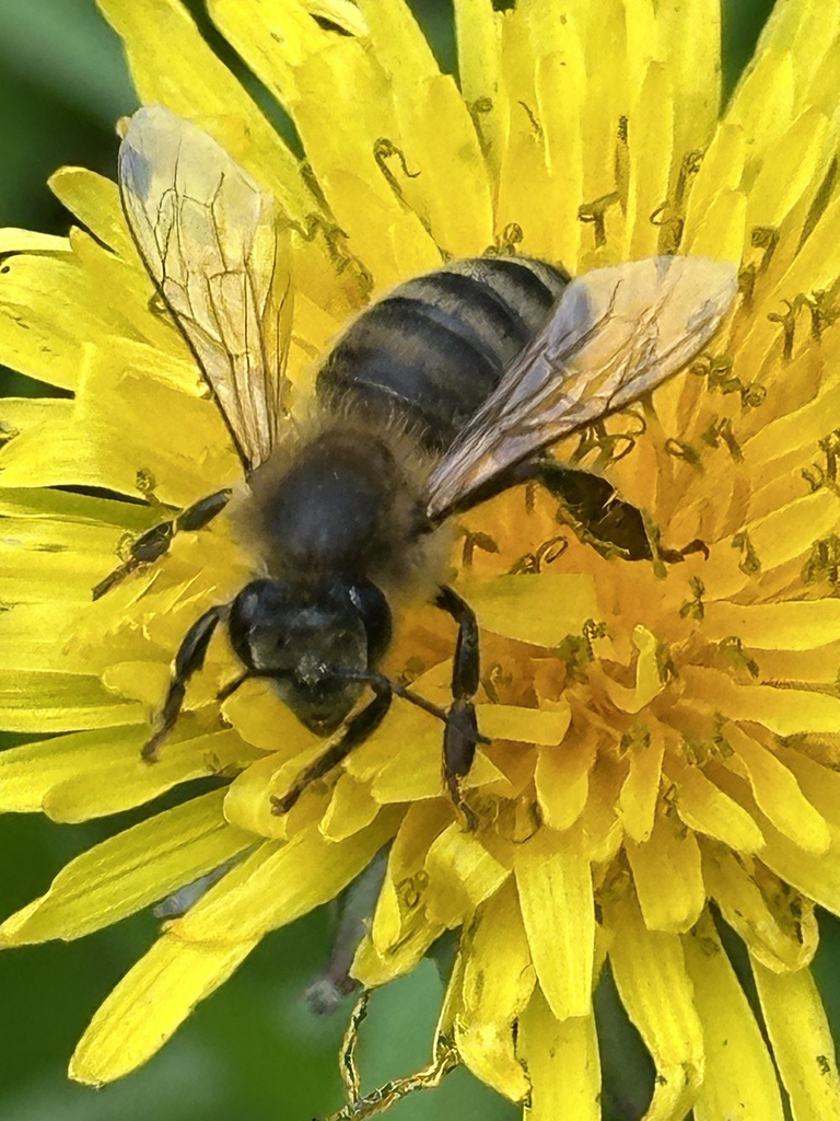 Western Honey Bee from Five Mile Creek Reserve, Essendon, VIC, AU on ...