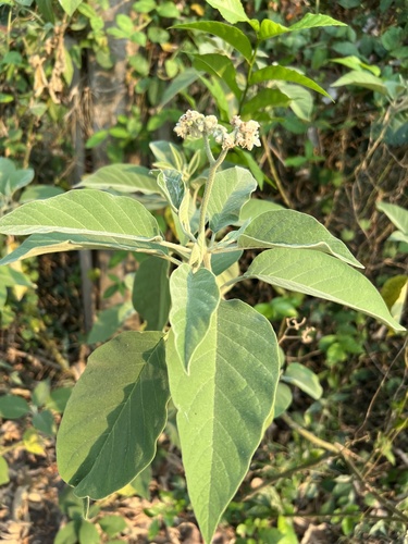 potato tree