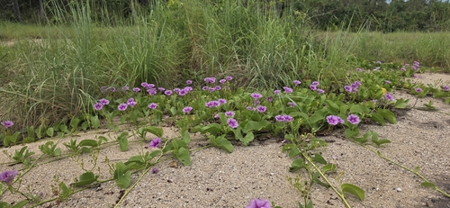 Beach Morning Glory