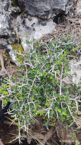 Italian buckthorn