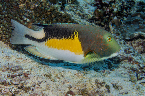 Choerodon anchorago