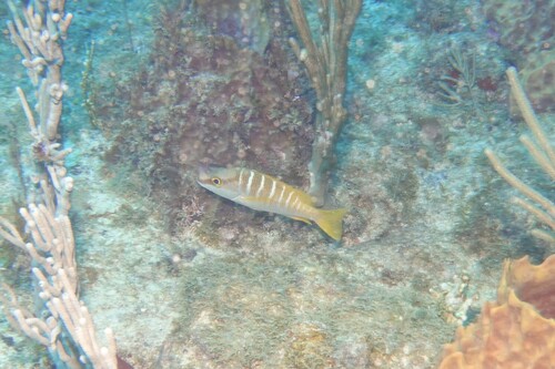 Lutjanus apodus