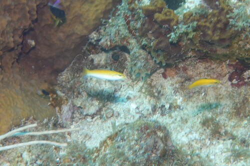 Thalassoma bifasciatum