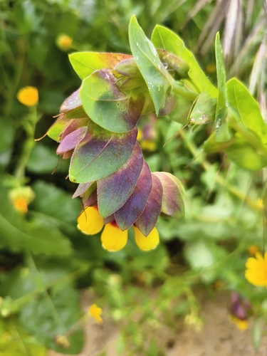 Greater honeywort