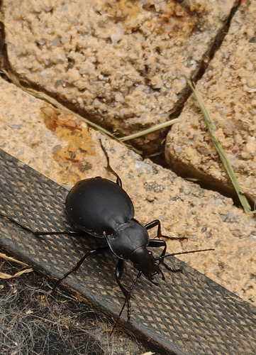 Leather Beetle